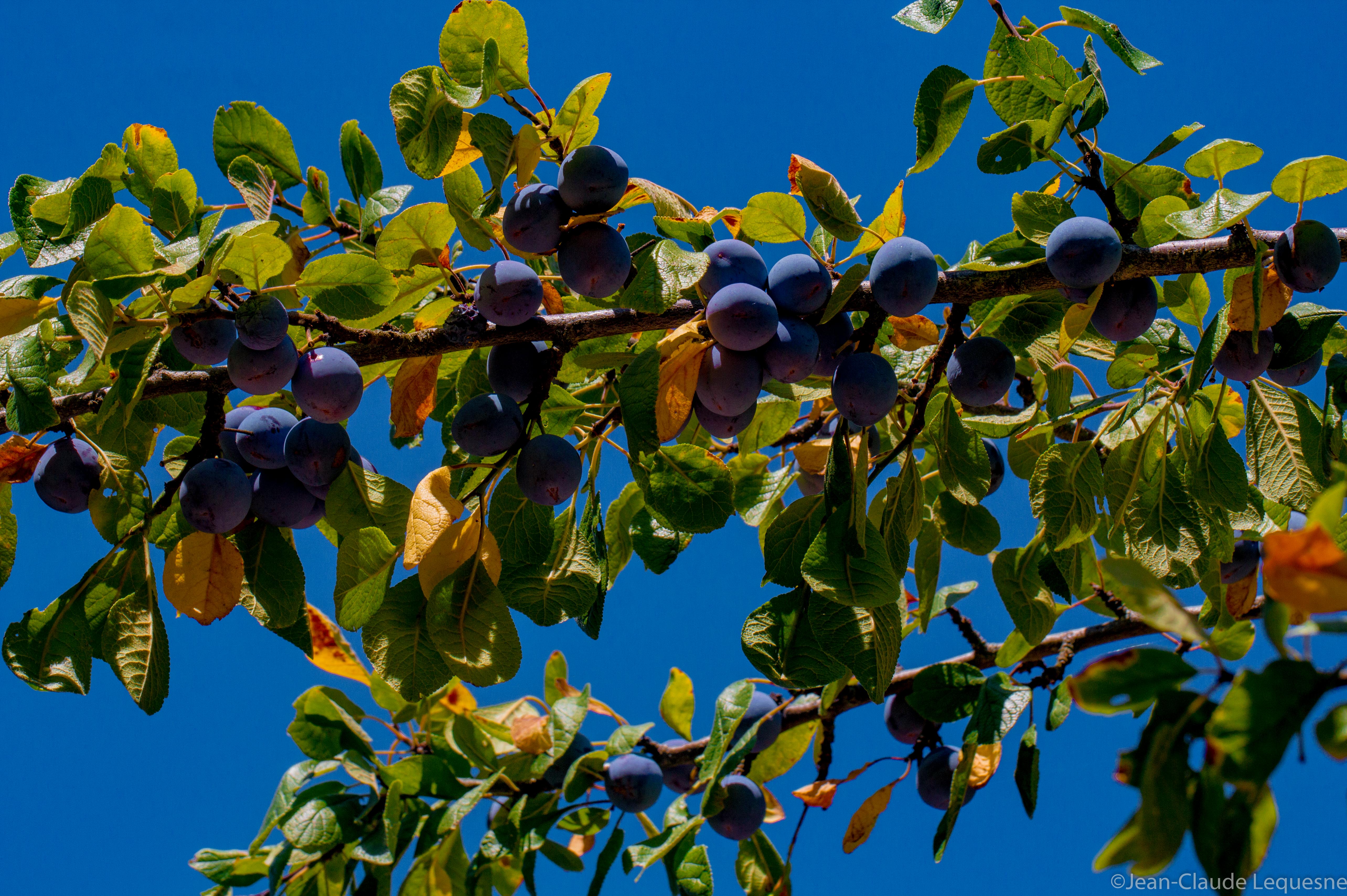 Prune bleue de Bajamont